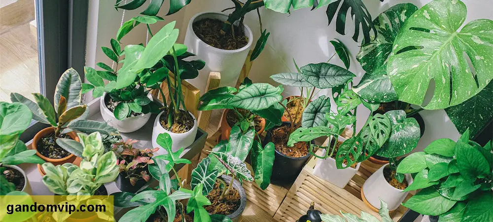 گیاهان تصفیه کننده هوا