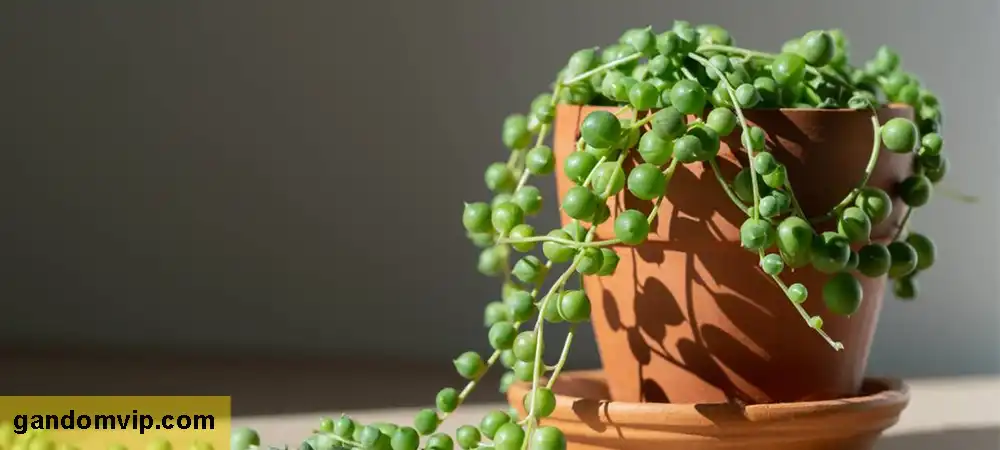 روش نگهداری گل غوره ای