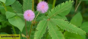 نحوه قلمه زدم گل قهر و آشتی