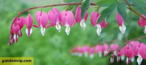 گل قلب خونین