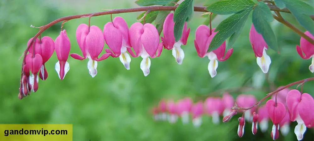 گل قلب خونین