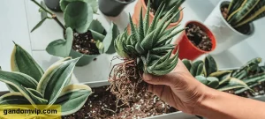 علائم شوکه شدن گیاه