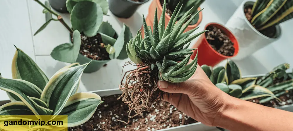 علائم شوکه شدن گیاه