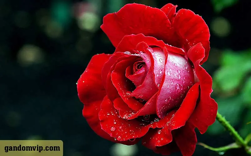 گل ماه مرداد