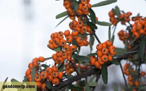 گیاه پیراکانتا