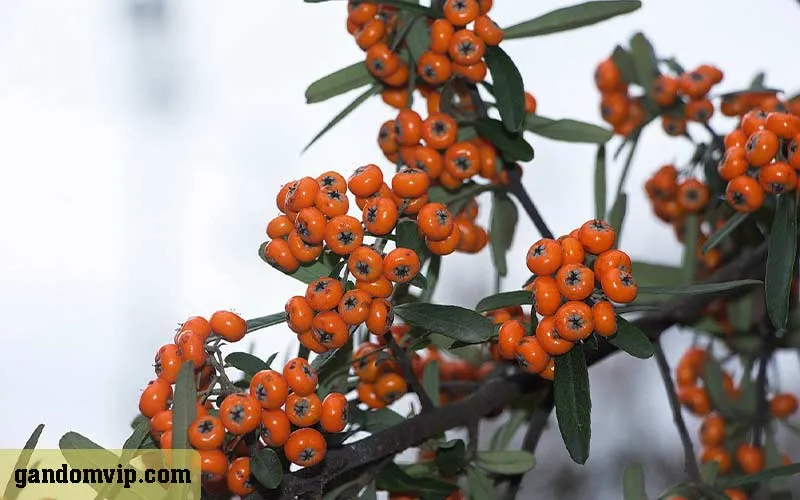 گیاه پیراکانتا