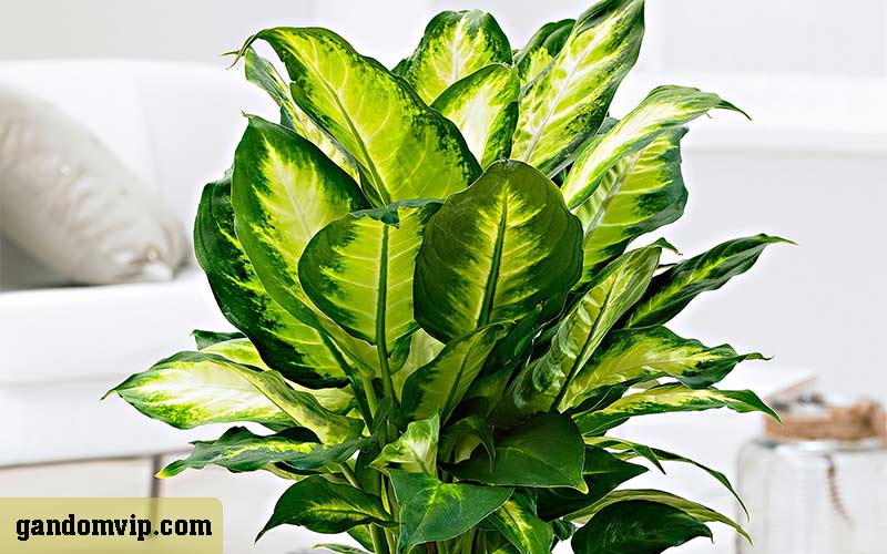 دیفن باخیا نماد چیست + نگهداری دیفن باخیا در منزل