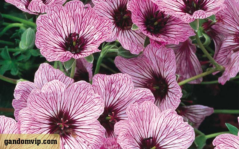 گل ماه تولد شهریور چیست؟