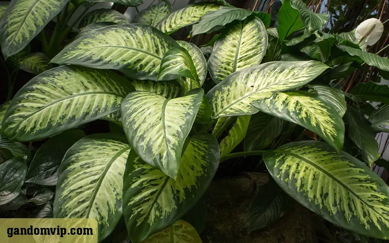 نگهداری دیفن باخیا در منزل