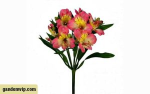 گل آلسترومریا