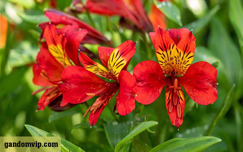 گل آلسترومریا نماد چیست