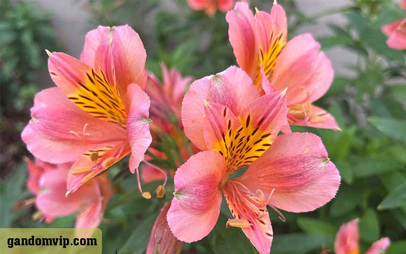 گل آلسترومریا