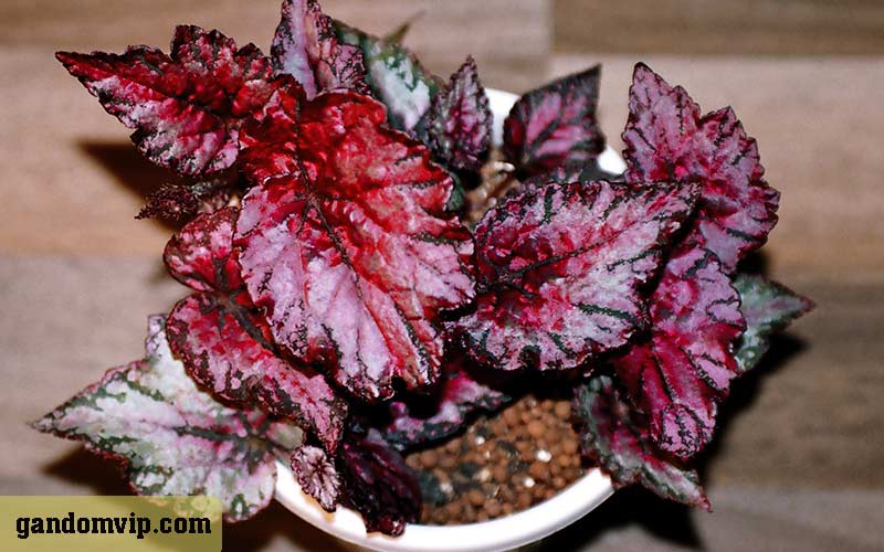 گل بگونیا رکس