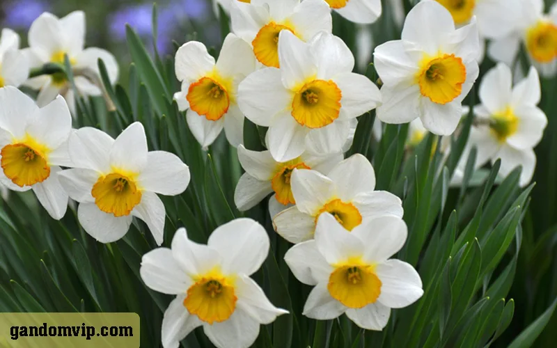 گل ماه شهریور