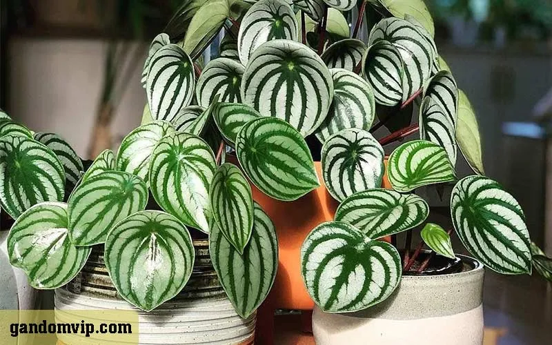 انواع گل پپرومیا