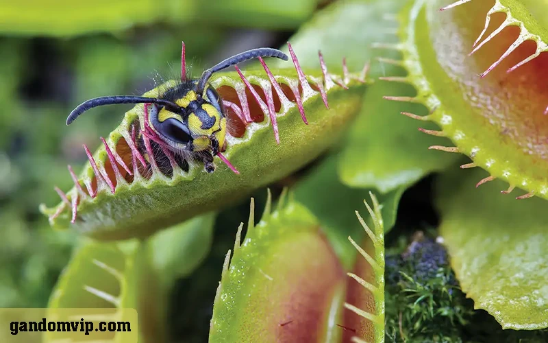 انواع گیاهان گوشتخوار