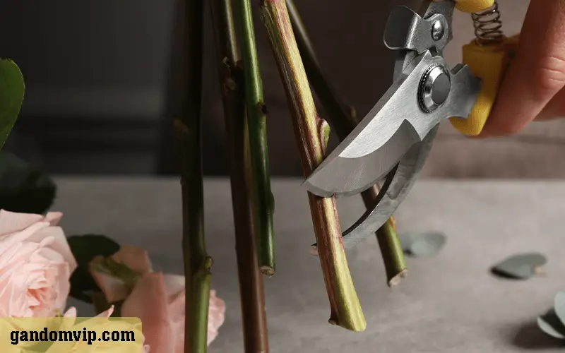 بریدن ساقه گل