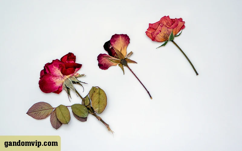 پرس کردن گل‌ ها