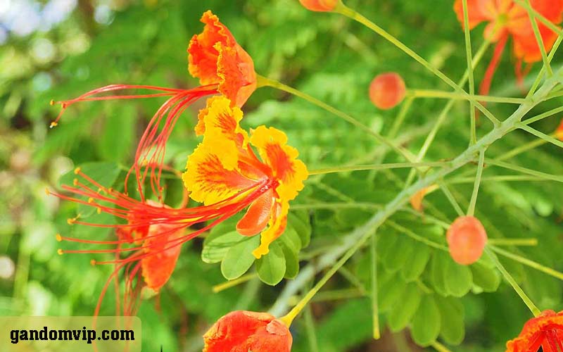 گل طاووسی یا گل سیتیسوس