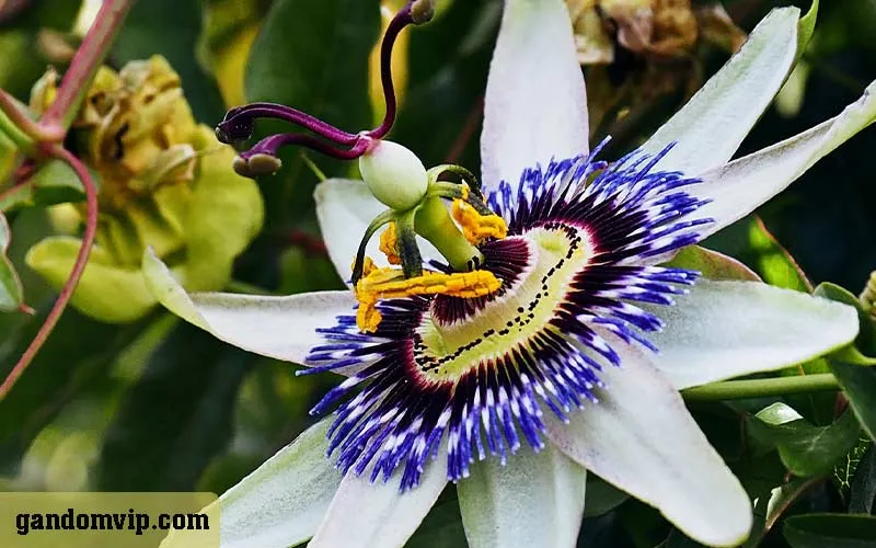 گل های کمیاب و عجیب غریب