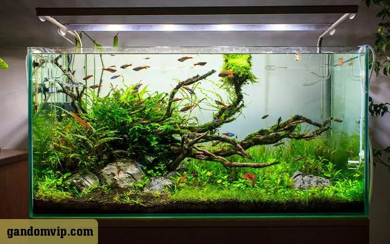 گیاهان مناسب آکواریوم