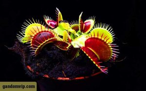 گیاهان گوشتخوار در ایران