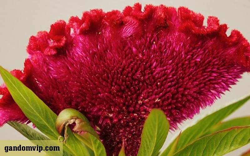 شرایط نگهداری گل تاج خروس