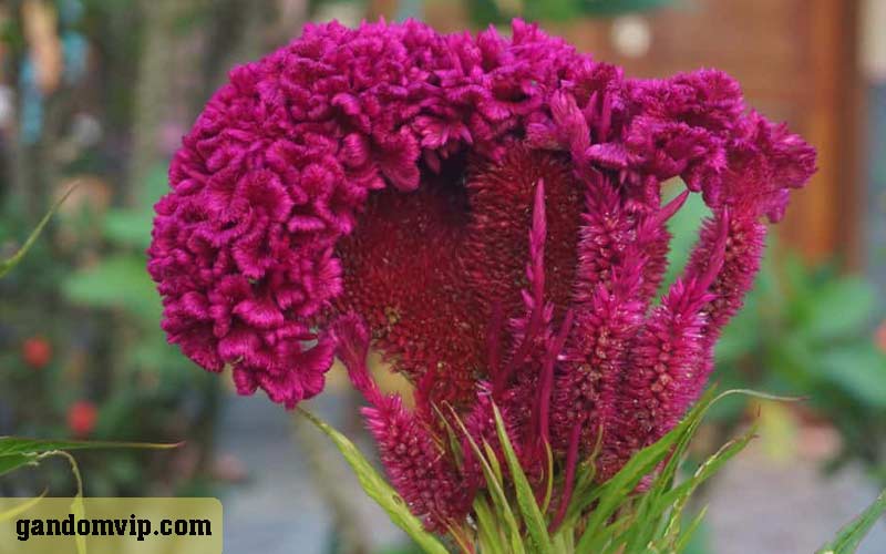 شرایط نگهداری گل تاج خروس