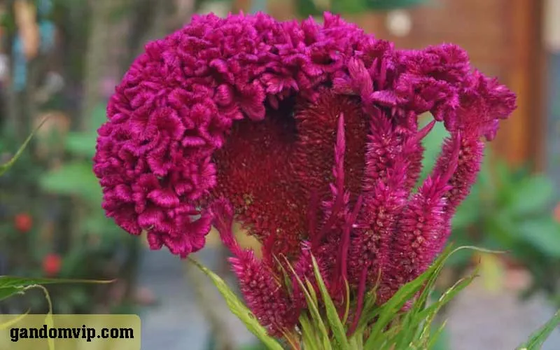 شرایط نگهداری گل تاج خروس