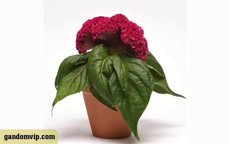 شرایط نگهداری گل تاج خروس