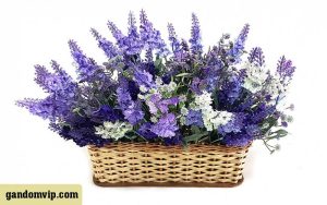 شرایط نگهداری گل مشعلی