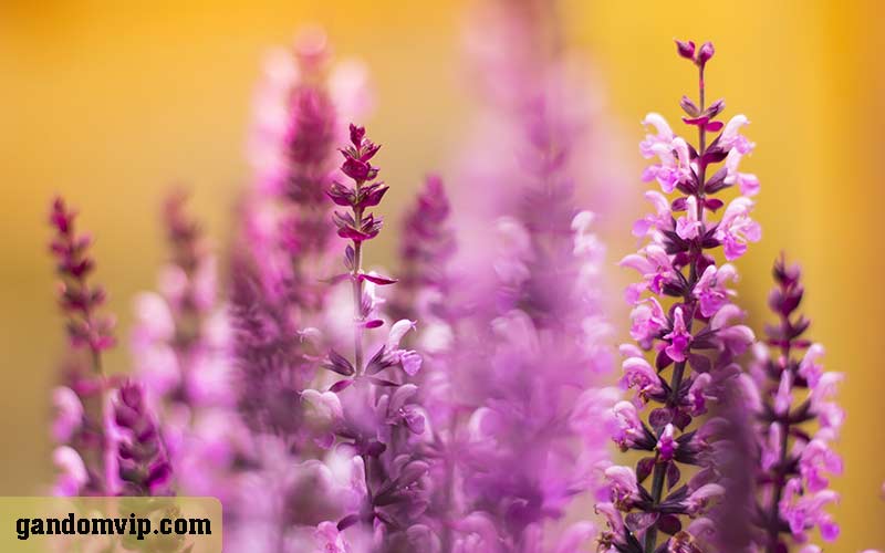 شرایط نگهداری گل مشعلی