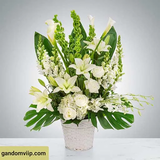 عکس حام گل با ارکیده و برگ های پهن