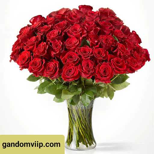 جام گل رز قرمز