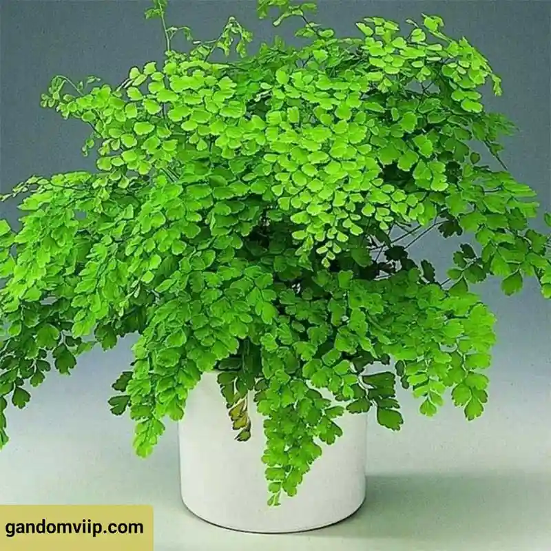 گل پرسیاوشان