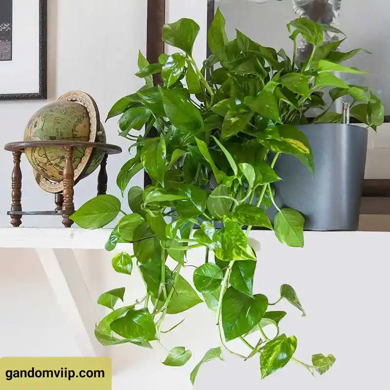 گل آپارتمانی پتوس