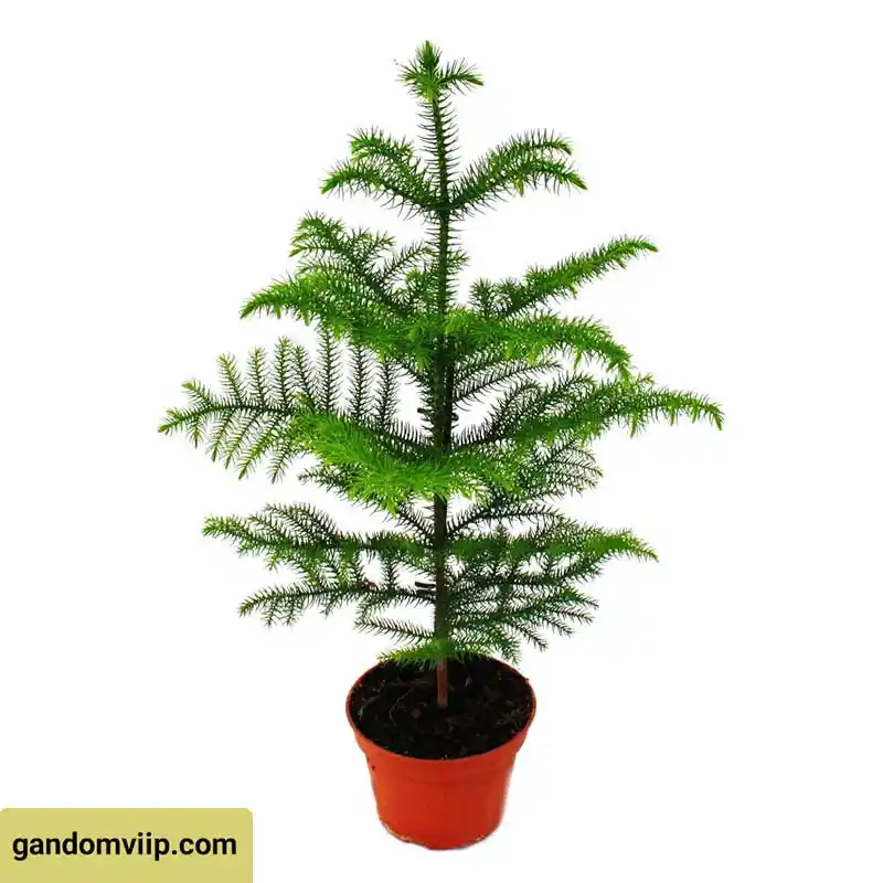 گیاه آپارتمانی کاج مطبق