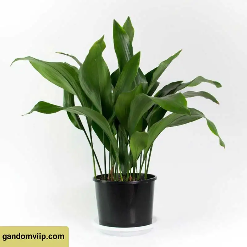 گیاه برگ عنابی