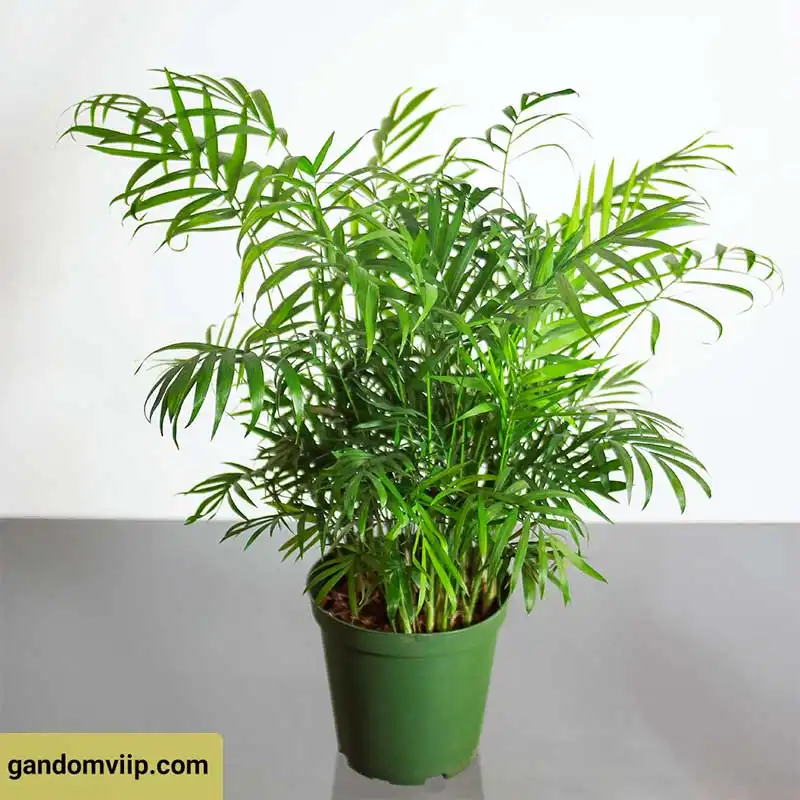 گیاه نخل شامادورا