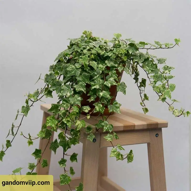 گیاه پاپیتال