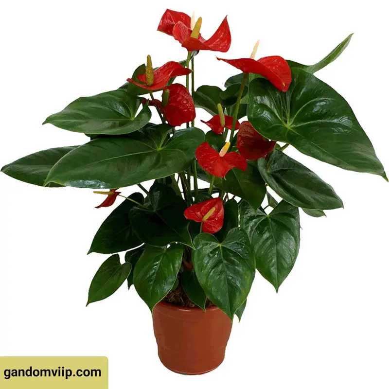 گیاه آنتوریوم