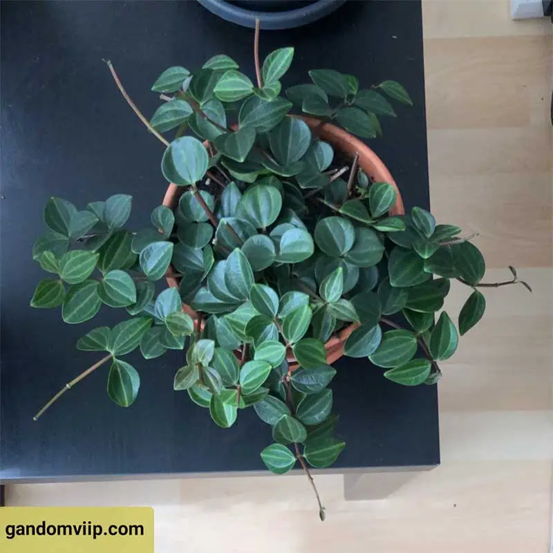 گیاه پپرومیا