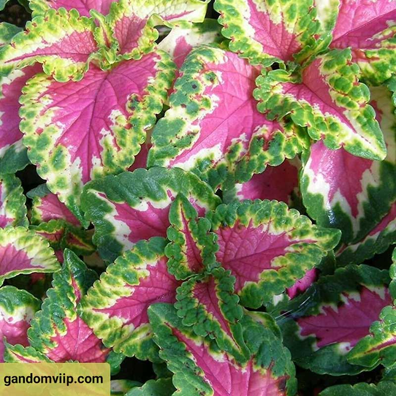 گل حسن یوسف