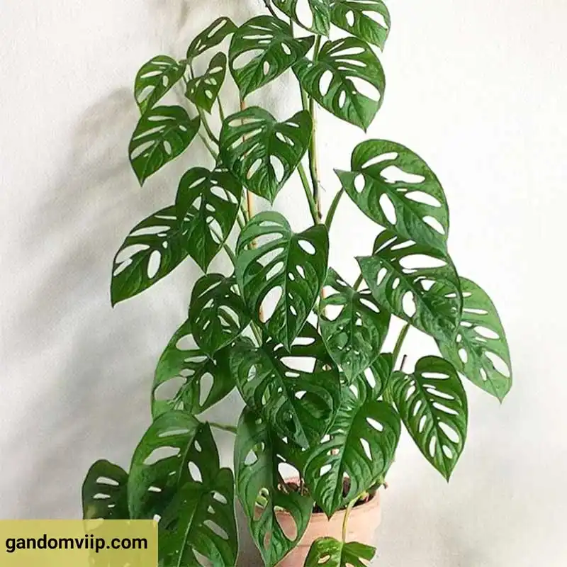 گیاه برگ انجیری