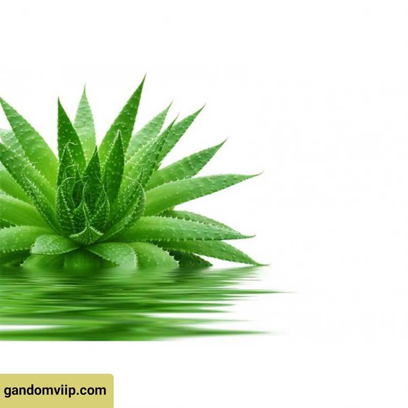 گیاه آلوورا