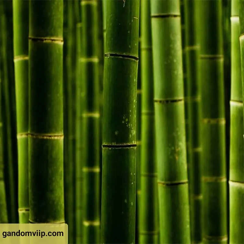 گیاه بامبو