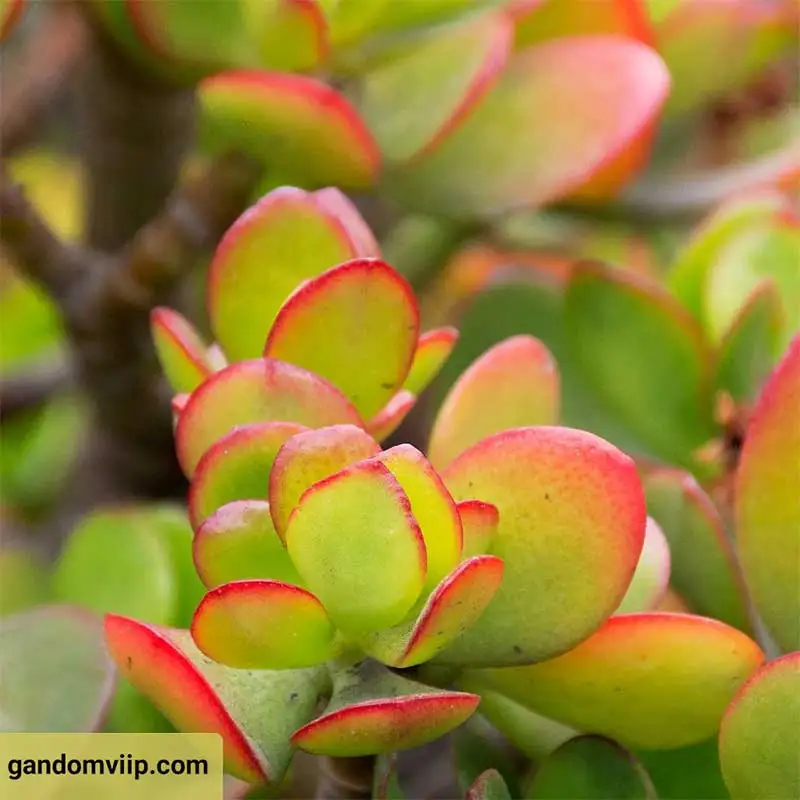 کراسولا قاشقی