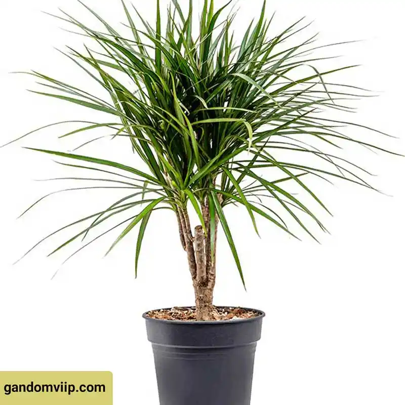 یوکا تنه دار