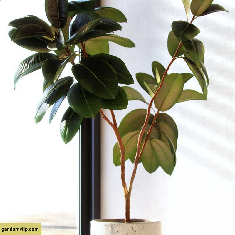 گل آپارتمانی فیکوس