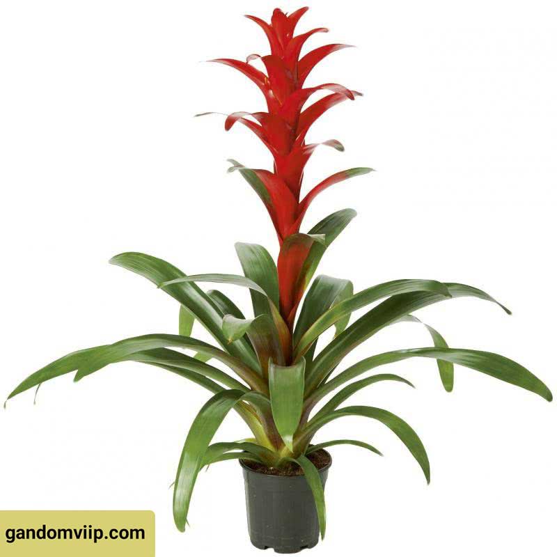 گیاه گوزمانیا